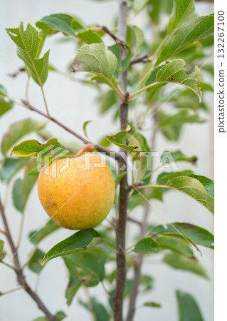 One ripe yellow apple hanging on branch with green leaves organic fruit close-up and natural farming concept 132267100