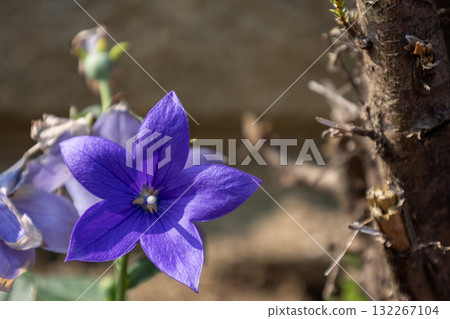 藍紫色風鈴草 藍紫色風鈴草 132267104