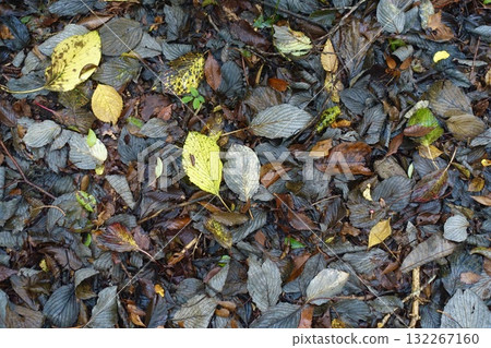 Wet fallen leaves Wet fallen leaves 132267160