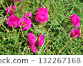 Purslane grandiflora, bright flowers on green grass 132267168