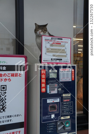 Cat guarding the parking lot Cat guarding the parking lot 132267550
