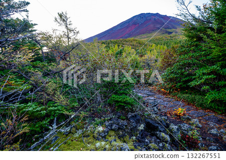[Yamanashi Prefecture] Rhododendrons on the Okuniwa Promenade, Mount Fuji 132267551