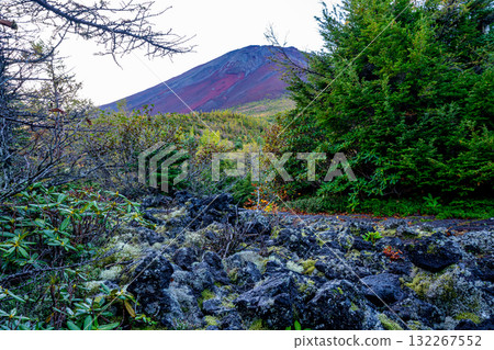 [Yamanashi Prefecture] Rhododendrons on the Okuniwa Promenade, Mount Fuji 132267552