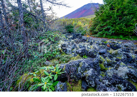 [山梨縣] 富士山奧庭散步道的杜鵑花 132267553