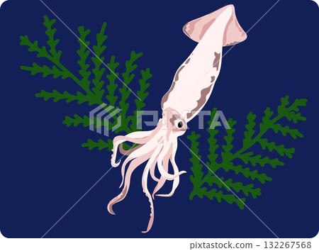 矛魷魚的插圖 132267568