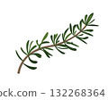 Sprig of rosemary with green fresh leaves. Aromatic herb branch, spice ingredient leaves 132268364