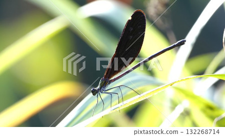 琉球蜻蜓雌♀ 132268714