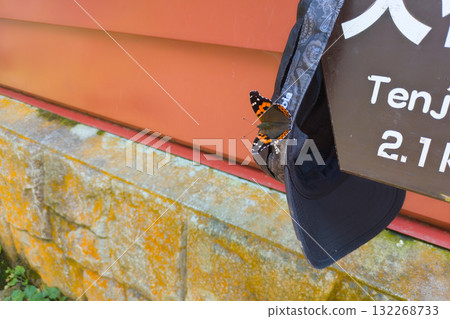 A red admiral butterfly found at the Tanigawadake Kumaanazawa shelter 132268733