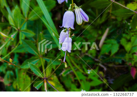 Pale purple flowers of the Japanese bellflower found in Tenjindai Pale purple flowers of the Japanese bellflower found in Tenjindai 132268737