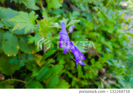 Aconite found in Tenjindai Aconite found in Tenjindai 132268738