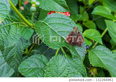A large brown skipper butterfly resting on a leaf A large brown skipper butterfly resting on a leaf 132268961