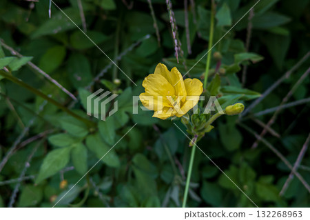 Yellow flower of Matsuyoshiyushi Yellow flower of Matsuyoshiyushi 132268963