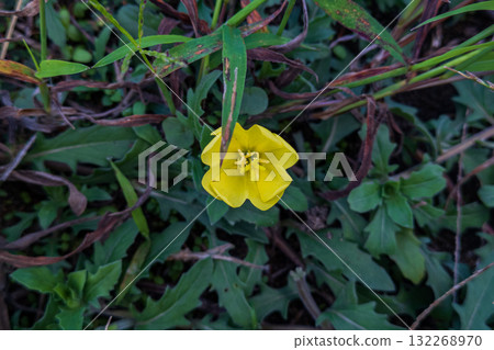 Yellow flower of Matsuyoshiyushi Yellow flower of Matsuyoshiyushi 132268970