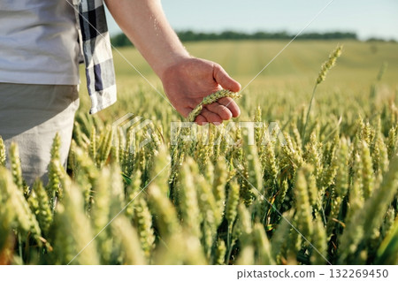 Standing, checking the wheat, touching it. Man in white shirt is on the agricultural field 132269450