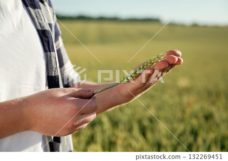 Inspecting the wheat. Man in white shirt is on the agricultural field 132269451