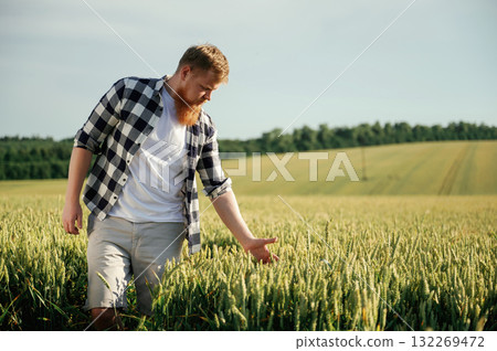 Standing, checking the wheat, touching it. Man in white shirt is on the agricultural field 132269472