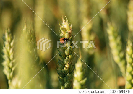 Common ladybug is on the wheat field outdoors, close up view Common ladybug is on the wheat field outdoors, close up view 132269476