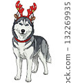 Cute Siberian Husky dog wearing festive reindeer antlers with jingle bells, a Christmas holiday 132269935