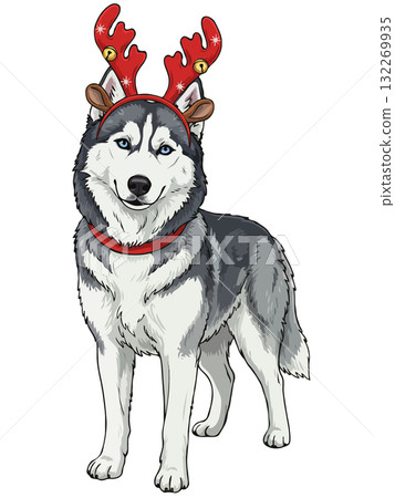 Cute Siberian Husky dog wearing festive reindeer antlers with jingle bells, a Christmas holiday 132269935