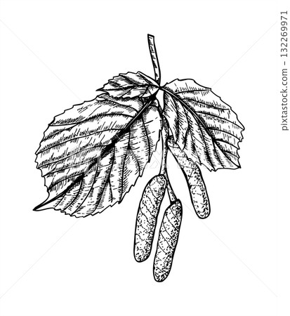 Male close catkins on hazelnut tree with spring leaves growth black white vector illustration. Hazel branch blossom etching drawing. Tree twig outline graphic sketch for book design, poster 132269971