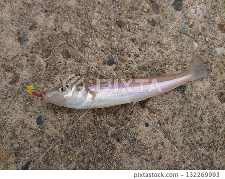 新鮮日本牙鱈 新鮮日本牙鱈 132269993