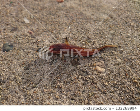 A poisonous spined stinger fish caught A poisonous spined stinger fish caught 132269994