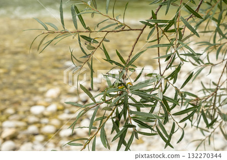Green Tree Branches, Natural Abstract Background Green Tree Branches, Natural Abstract Background 132270344