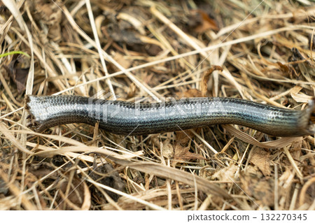 Macro Texture of Shed Alpine Snake Skin in Austria Macro Texture of Shed Alpine Snake Skin in Austria 132270345