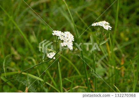 Yarrow Achillea millefolium Blooming in Meadow, Close-Up Macro 132270368