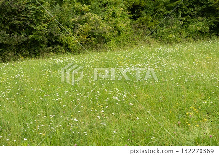 Alpine Meadow in the Mountains, Scenic Mountain Landscape Alpine Meadow in the Mountains, Scenic Mountain Landscape 132270369