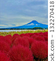 Mount Fuji over Kochia 132270418