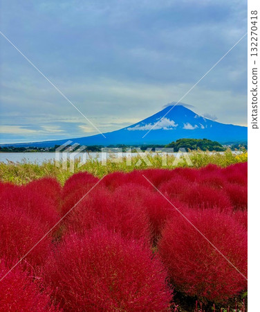 富士山在 Kochia 上 富士山在 Kochia 上 132270418