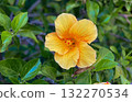 A vibrant close-up shot of a beautiful yellow-orange hibiscus flower in full bloom 132270534