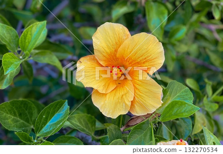 A vibrant close-up shot of a beautiful yellow-orange hibiscus flower in full bloom A vibrant close-up shot of a beautiful yellow-orange hibiscus flower in full bloom 132270534