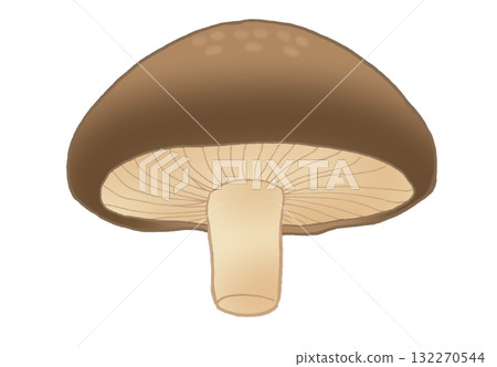 A simple illustration of a shiitake mushroom seen from below A simple illustration of a shiitake mushroom seen from below 132270544