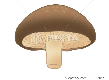A simple illustration of a shiitake mushroom seen from below A simple illustration of a shiitake mushroom seen from below 132270545