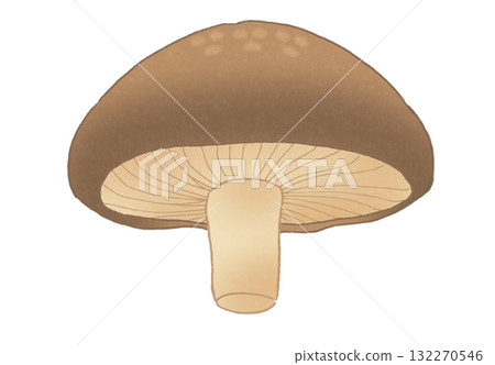 A simple illustration of a shiitake mushroom seen from below 132270546