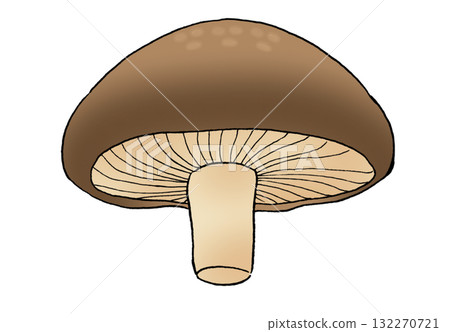 從下方看到的香菇的簡單插圖 從下方看到的香菇的簡單插圖 132270721