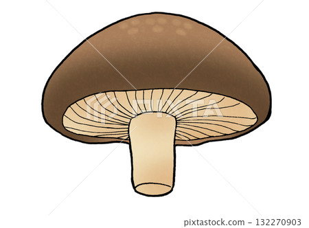 A simple illustration of a shiitake mushroom seen from below 132270903