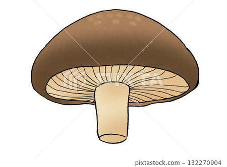 A simple illustration of a shiitake mushroom seen from below A simple illustration of a shiitake mushroom seen from below 132270904