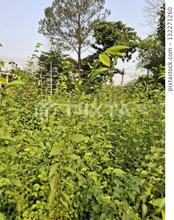A dense field of vibrant green plants and trees under a clear, bright sky, suggesting a natural outdoor environment A dense field of vibrant green plants and trees under a clear, bright sky, suggesting a natural outdoor environment 132271260