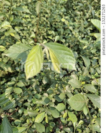 oung green plant growing amidst lush foliage oung green plant growing amidst lush foliage 132271263