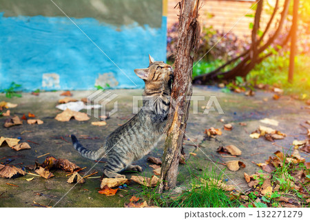 A cat sharpens its claws on a tree. The cat in the yard outdoors in the fall A cat sharpens its claws on a tree. The cat in the yard outdoors in the fall 132271279