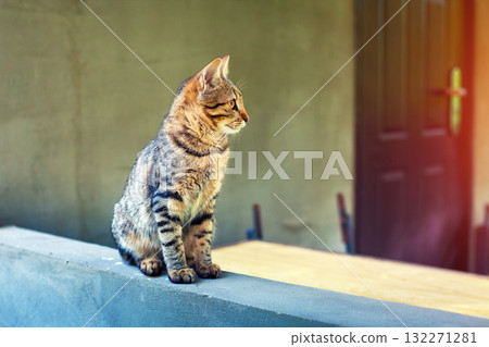 A cat sits on the terrace of a country house in summer A cat sits on the terrace of a country house in summer 132271281