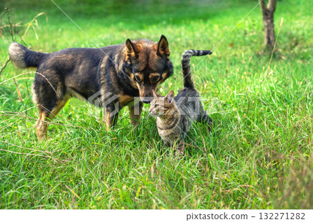 Cat and dog walking together on the grass in the summer garden 132271282