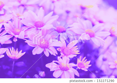 Floral nature background. Blooming daisies on a field in summer 132271290