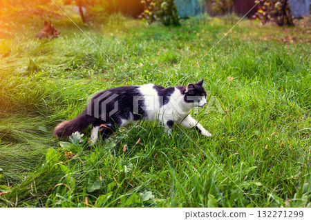 Black and white cat walks on the grass in the summer garden Black and white cat walks on the grass in the summer garden 132271299