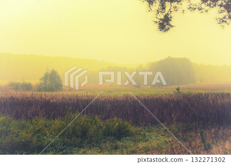 Early misty morning. Sunrise in the countryside. Trees on the field. Rural landscape in autumn. Wilderness, serenity Early misty morning. Sunrise in the countryside. Trees on the field. Rural landscape in autumn. Wilderness, serenity 132271302