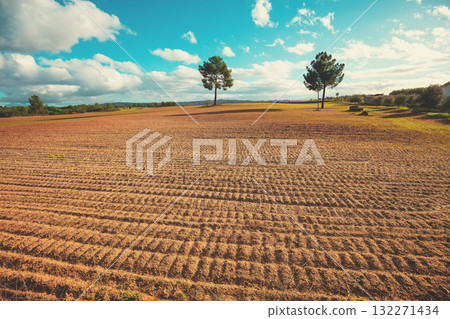 Pine trees on an arable field in autumn. Rural landscape Pine trees on an arable field in autumn. Rural landscape 132271434