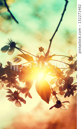 Vintage blossoming orchard. Branches with cherry flowers. Vertical banner 132271462